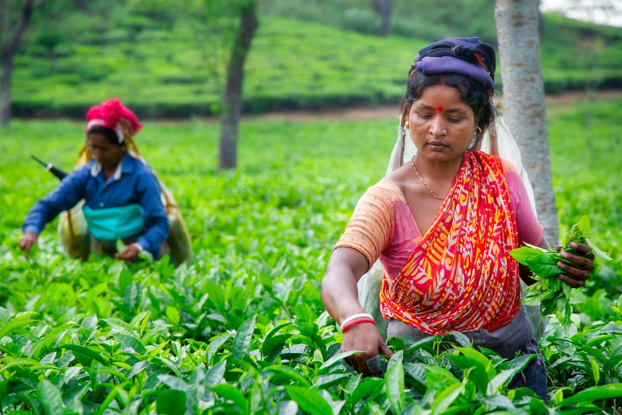 Tea pluckers working in a green section of the estate